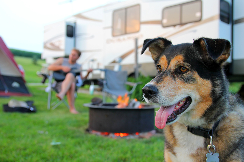 A German Shepherd dog is camping at a campground with his owner, a man who is playing guitar in the background.